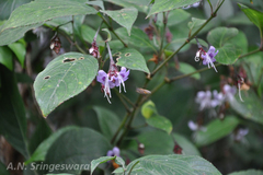 Strobilanthes ciliatus